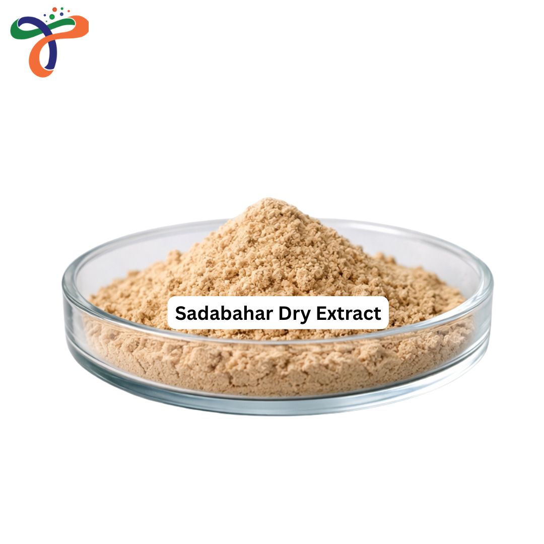 Sadabahar Dry Extract